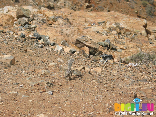 27913 Running Barbary Ground Squirrel